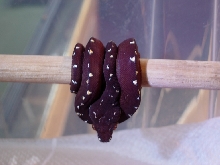 chondro