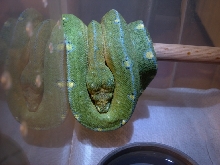 chondro