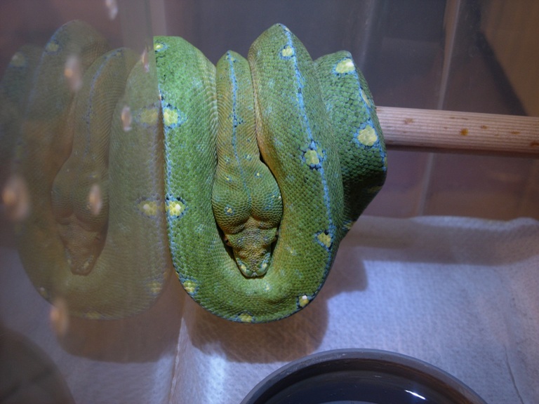 chondro