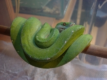 chondro