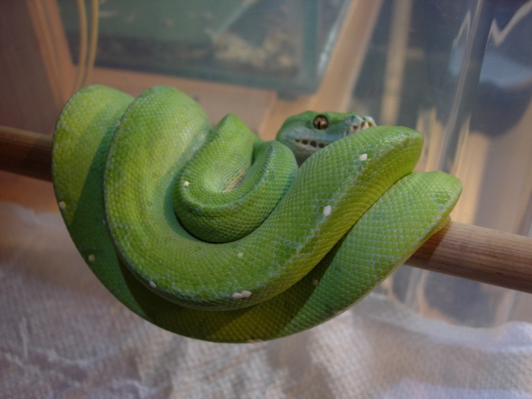 chondro
