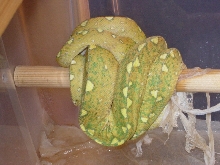 lemontriac