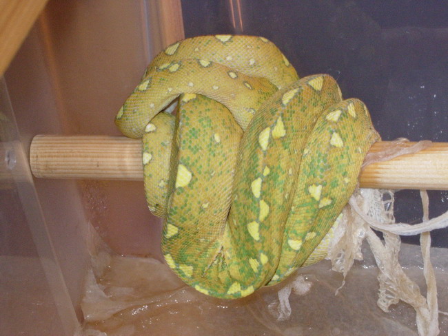 lemontriac