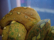 lemontriac