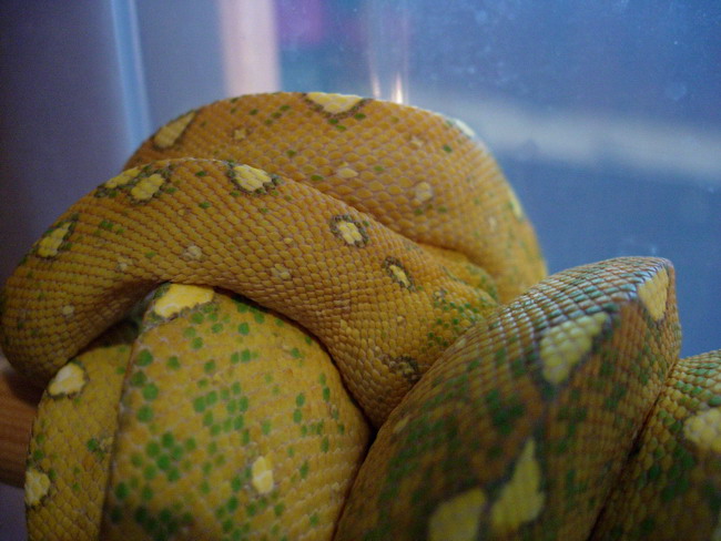 lemontriac