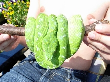 aru male