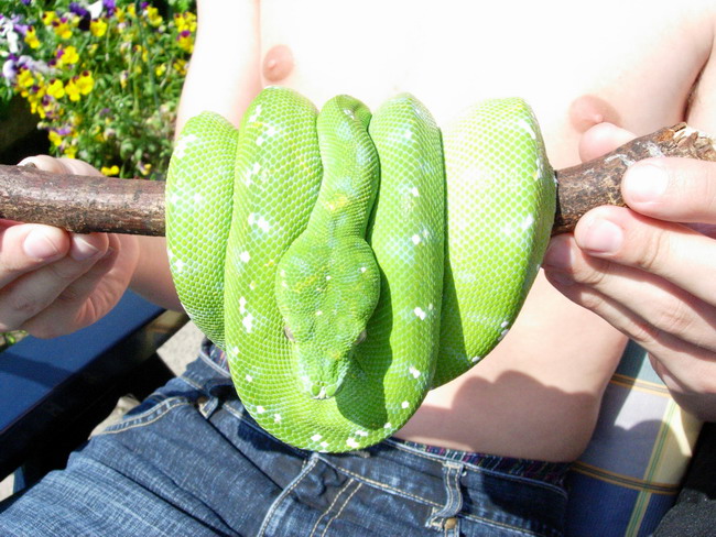 aru male