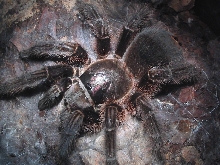 Haitian Brown Phormictopus Cancerides