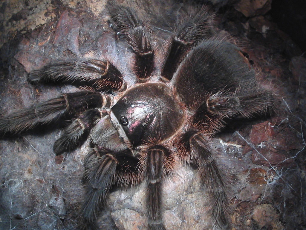 Haitian Brown Phormictopus Cancerides