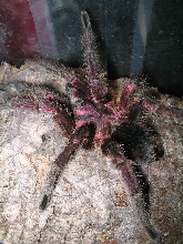 Obiah male Haitian Brown