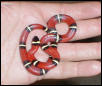 Cindy the Sinaloan Milksnake