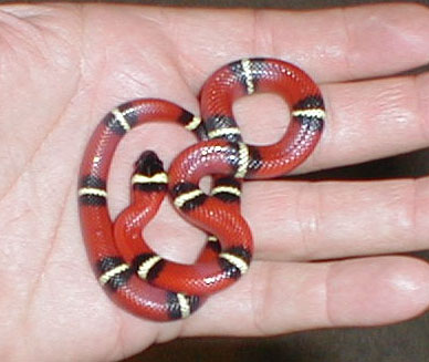 Cindy the Sinaloan Milksnake