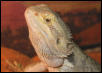 Rex -Head shot