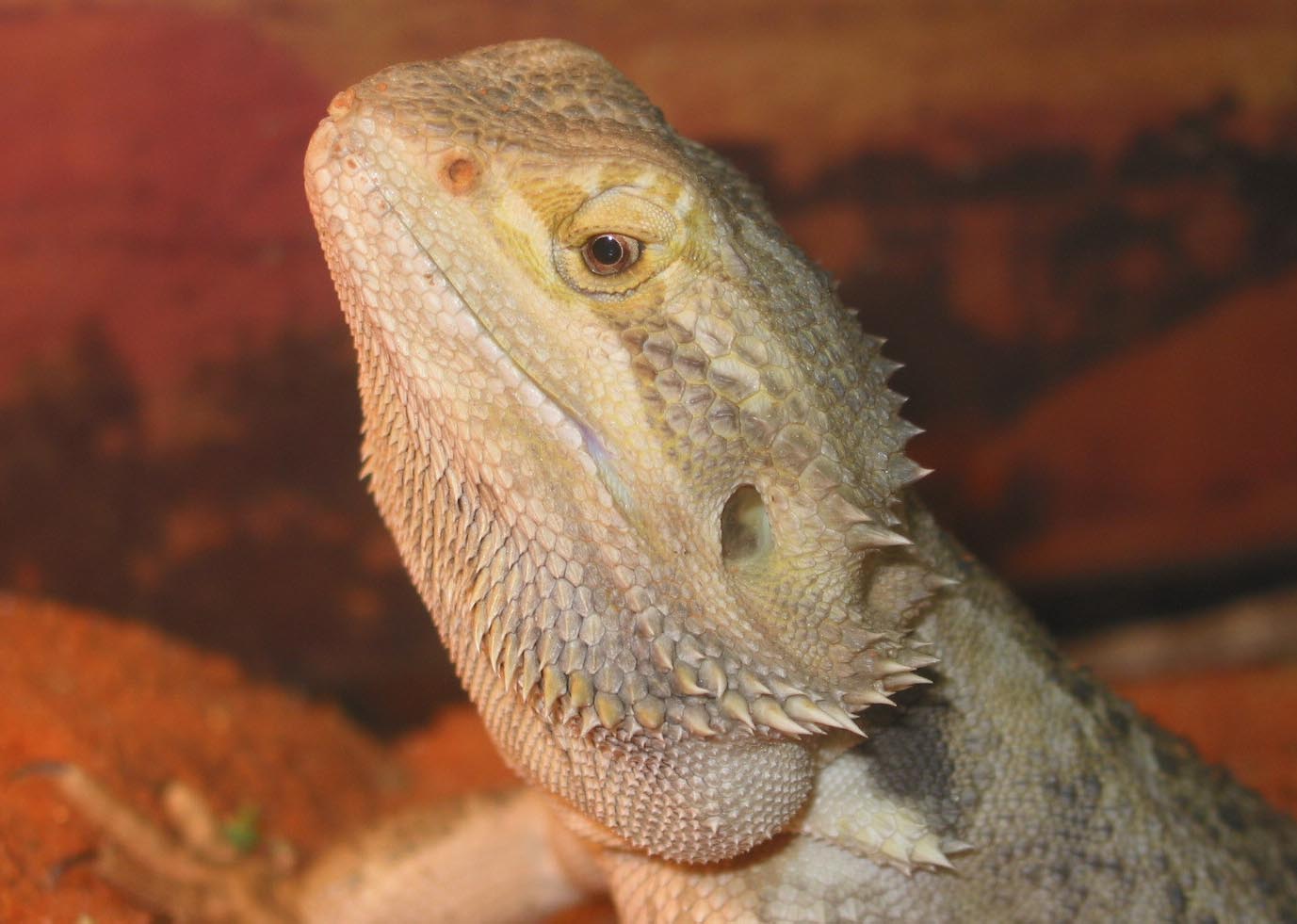 Rex -Head shot