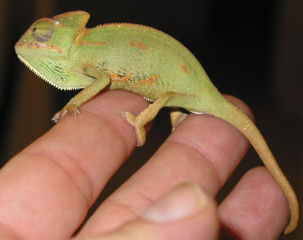 Rocco the Veiled Chameleon