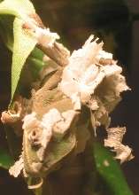 Rocco Sheds