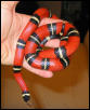 Cindy the Sinaloan Milksnake
