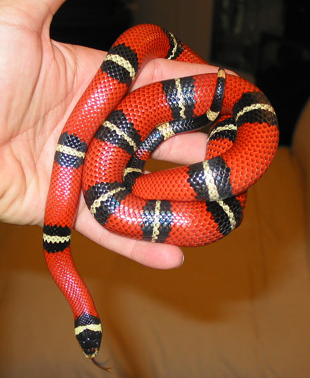 Cindy the Sinaloan Milksnake
