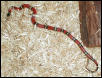 Cindy the Sinaloan Milksnake