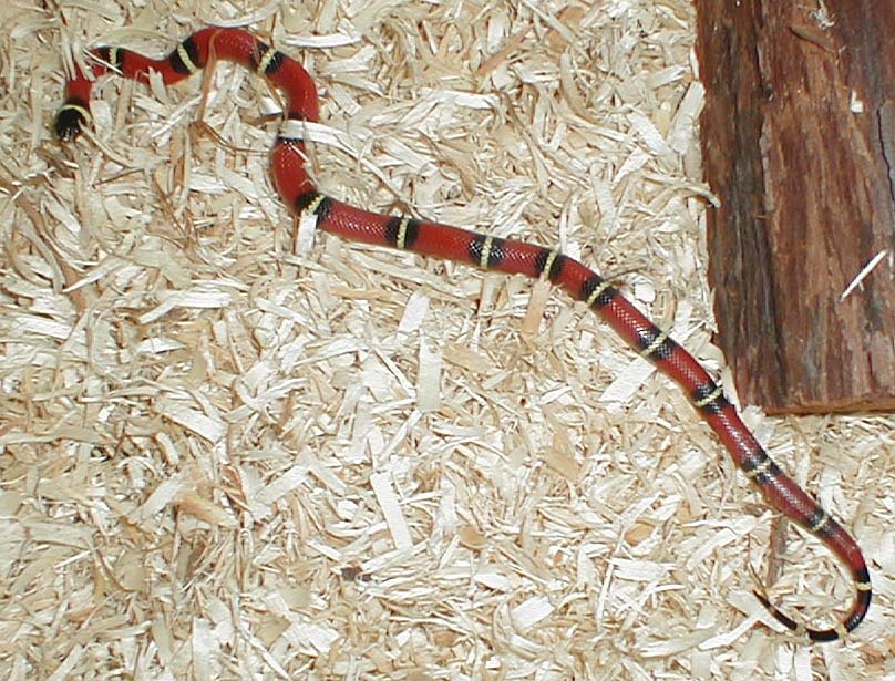 Cindy the Sinaloan Milksnake