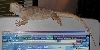 Rex on top of computer