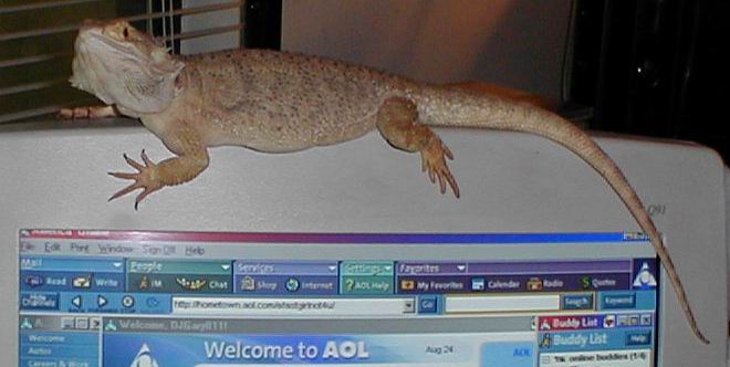 Rex on top of computer