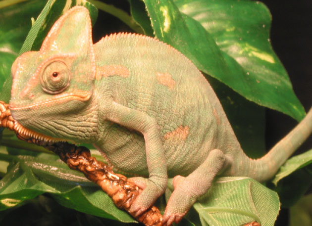Rocco the Veiled Chameleon