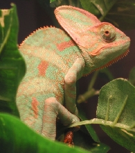 Rocco the Veiled Chameleon