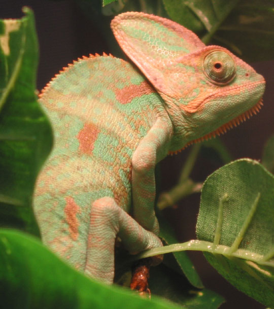 Rocco the Veiled Chameleon