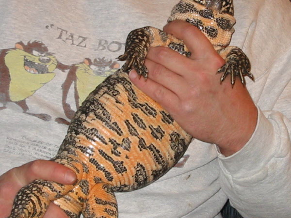 Close-up of Suzie's belly