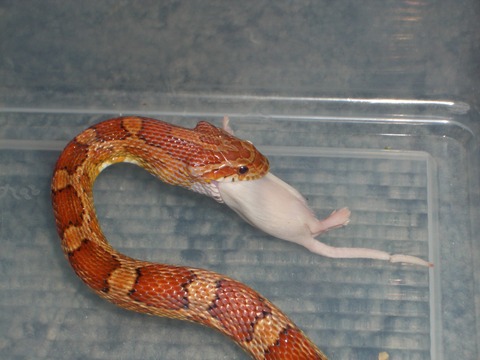 Second feeding #2