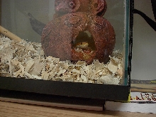First snake pic