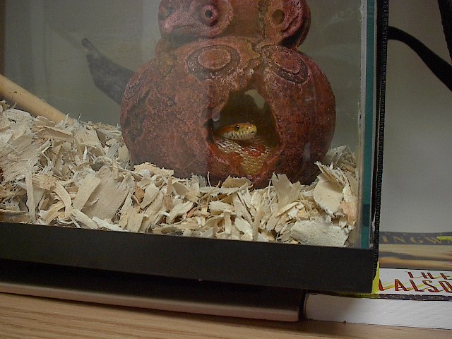 First snake pic