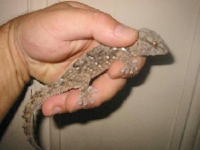 Rescued Gecko
