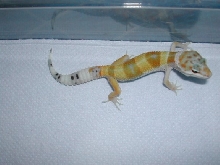 New male