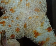 Tokay