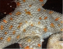 Tokay 2