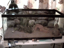 Tank