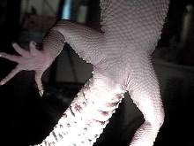 Female or male-Geico