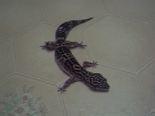 Gecky