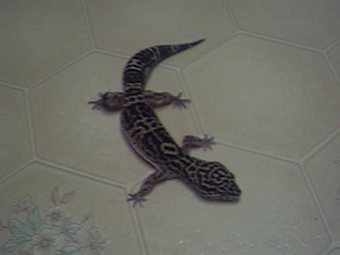 Gecky