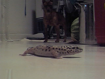 Geico
