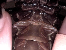 Scorpio