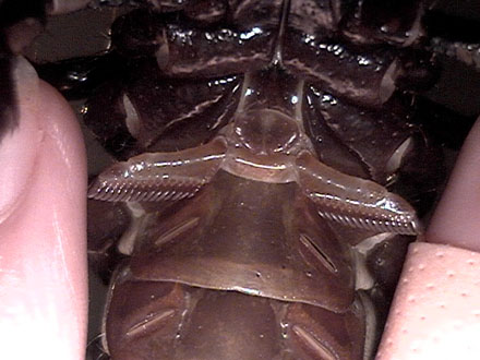 Scorpio