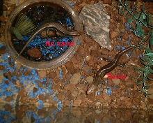 SKINKs