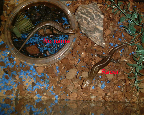 SKINKs