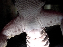 Female or male-Gecky