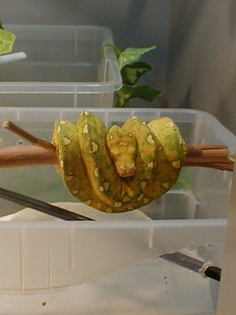 GTP