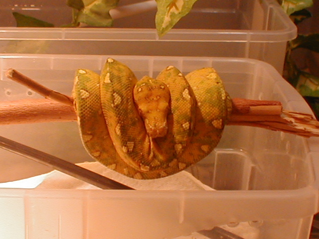 Biak GTP