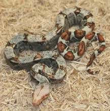 hypo2/para 1